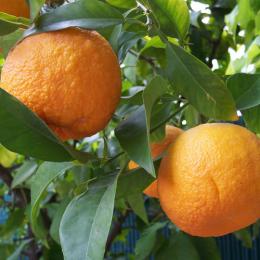 清見オレンジ 【5kg】(2月～3月中旬)